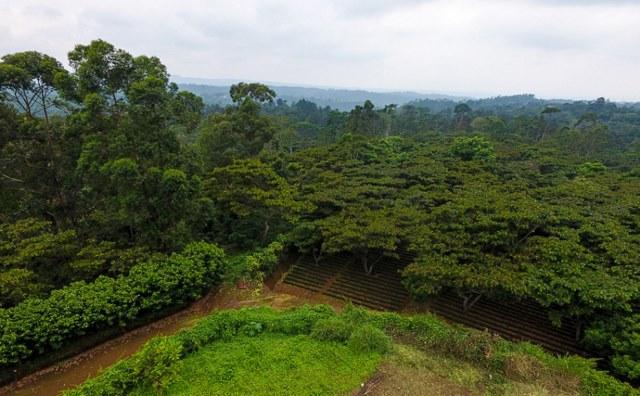 Agroforestry For the Planet: The Impact of Shade-Grown Coffee